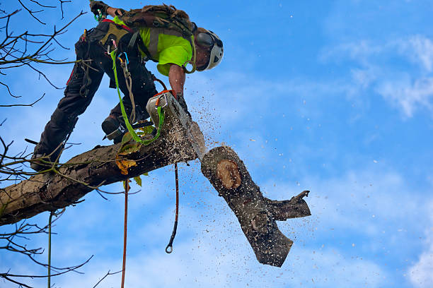 Reliable Port Wentworth, GA Tree Care Solutions